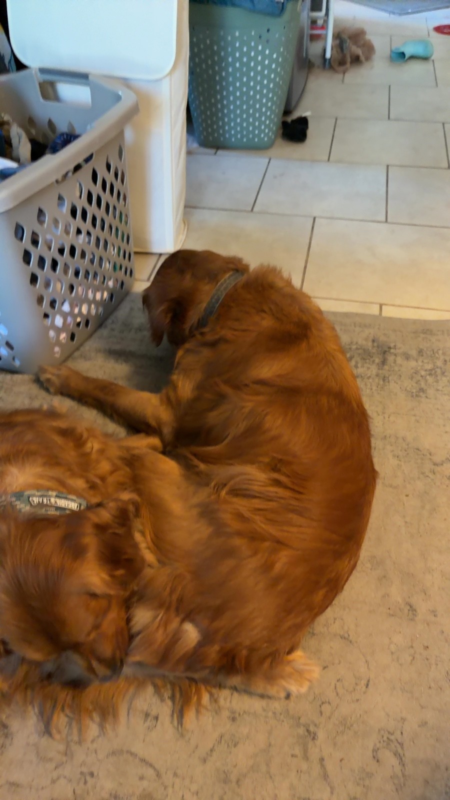 Two Golden Retrievers resting on a rug